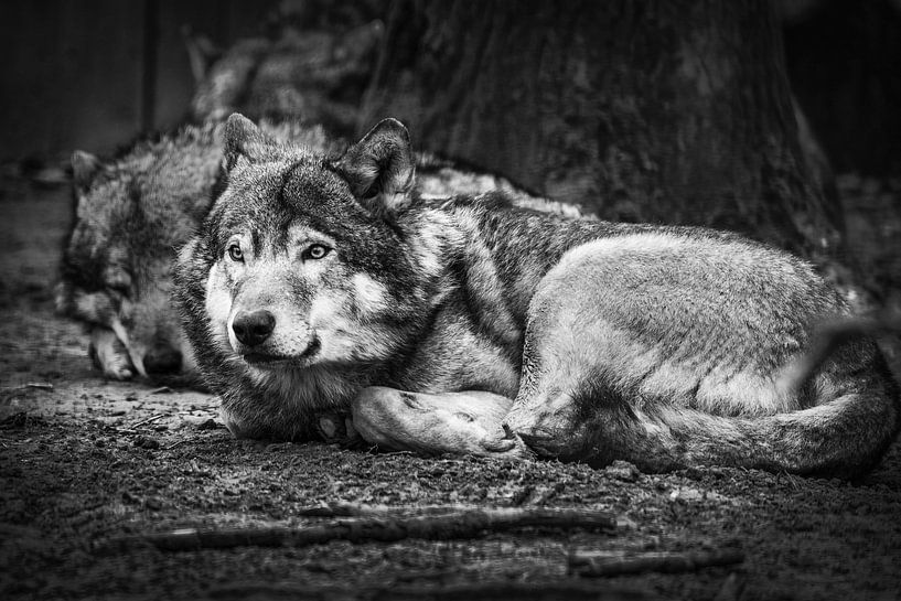 Wolf par Rob Boon
