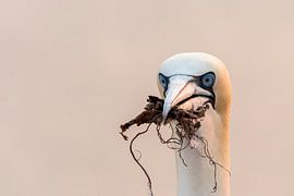 Portrait of a Gannet by Caroline Pleysier