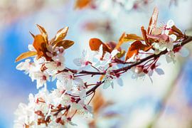 Spring 5 by Henk Leijen