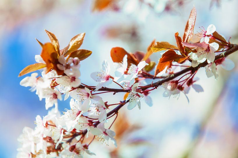 Spring 5 by Henk Leijen