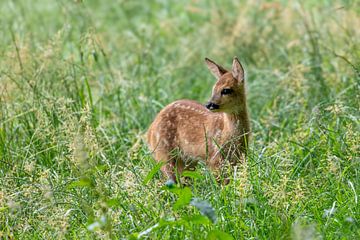 Rehkalb im Gras. von Frans Lemmens
