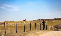Grazende bruine koeien in de Manteling van Percy's fotografie thumbnail