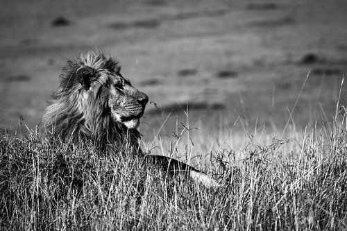 Koning leeuw