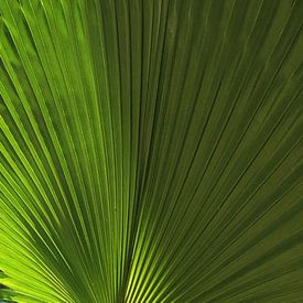 Grünes Palmblatt mit Textur  von Samantha Enoob