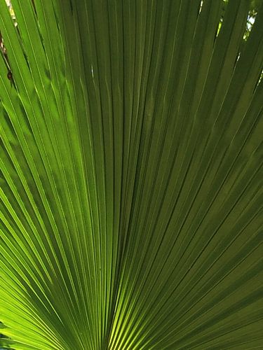 Green palm leaf nature close-up