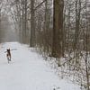 Hond in de sneeuw van Rosalie Broerze