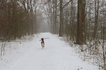 Hond in de sneeuw van Rosalie Broerze