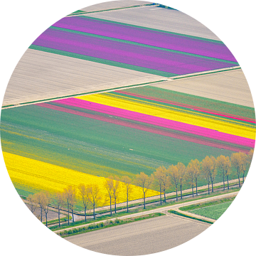 Luchtfoto van bloeiende tulpenvelden tijdens de lente