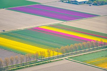 Aerial view of various colors of tulip flower fields during spring by Sjoerd van der Wal