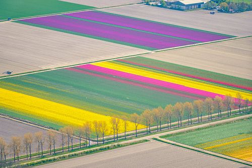 Luchtfoto van bloeiende tulpenvelden tijdens de lente