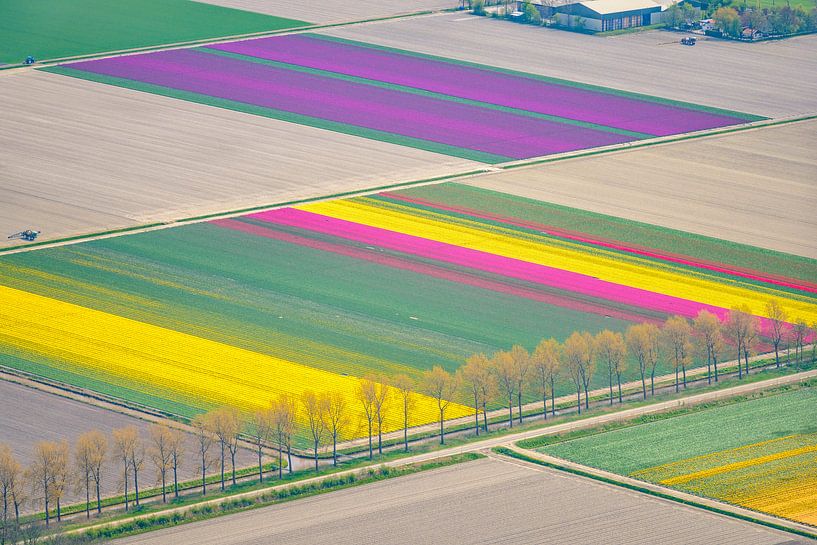 Vogelperspektive von verschiedenen Farben des Tulpenblumenfeldes von Sjoerd van der Wal Fotografie