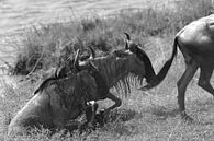 Op safari in Afrika: Wildebeesten steken de Mara Rivier tussen Kenia en Tanzania over van Rini Kools thumbnail