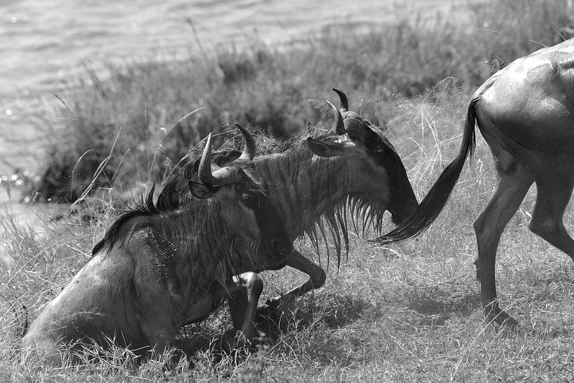 Op safari in Afrika: Wildebeesten steken de Mara Rivier tussen Kenia en Tanzania over van Rini Kools