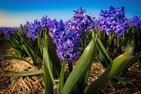 Purple hyacinth