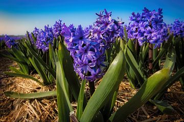 Paarse hyacint van Bart Verdijk