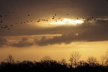 Golden sky van Robert Wagter