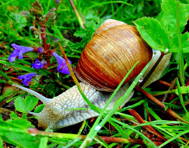 Wijngaard slak par Koos Iperen