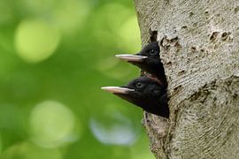 Black Woodpecker ( Dryocopus martius ) young birds watching out of nest hole, looks funny, wildlife,