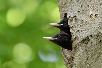 Zwarte specht (Dryocopus martius), jonge vogels kijken te ver uit de broedgrot - tweedekker - , wild van wunderbare Erde