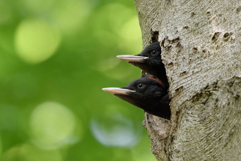 Black Woodpecker ( Dryocopus martius ) young birds watching out of nest hole, looks funny, wildlife, by wunderbare Erde