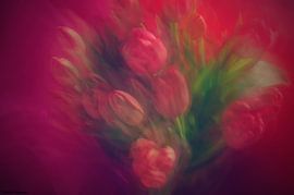 Tulpen von Anita Verhaegh