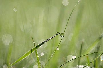 dew in grasses van Jana Behr