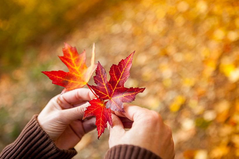 Frauenhände halten einige Herbstblätter von Marcel Bakker