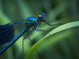Blue meadow brook juffer long the brook sur Martijn Brink
