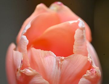 Tulpe aus Aalsmeer von Ria Scheewe