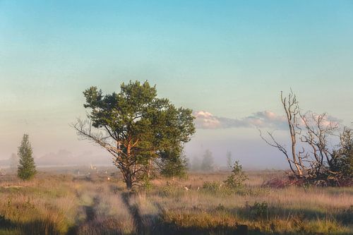 Grenzpark Kalmthoutse Heide