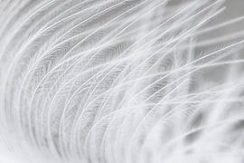 « La légèreté de l'existence : l'abstraction en blanc » sur Esther van der Weijden