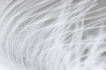 « La légèreté de l'existence : l'abstraction en blanc » sur Esther van der Weijden