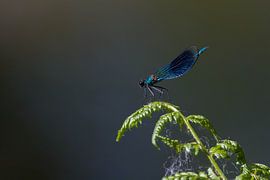 Demoiselle du ruisseau des prés sur PK-photography
