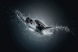 L'arrivée V sur Catherine Fortin