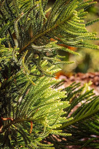Weelderige groene dennentakken