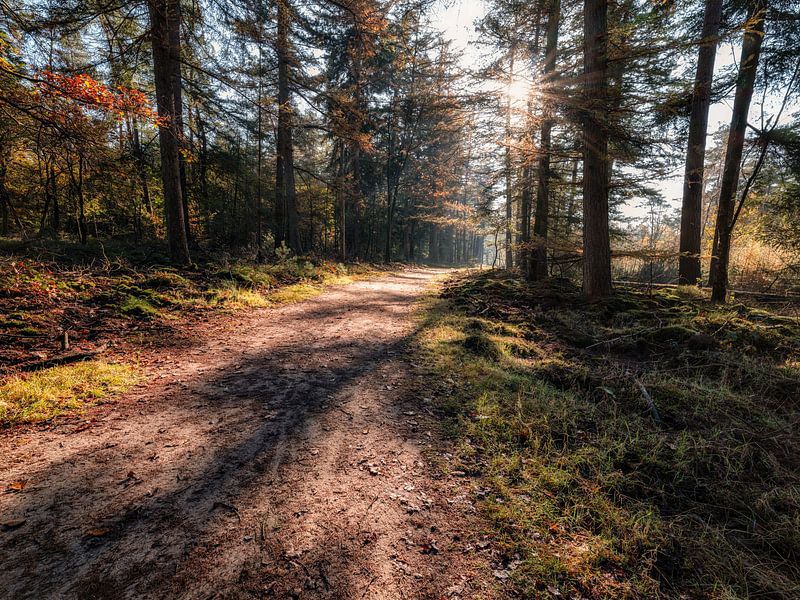 trail during autumn in the forest by eric van der eijk