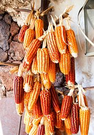 Spanish Corn by Judith Abrahams