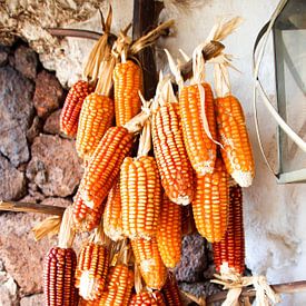 Spanish Corn van Judith Abrahams