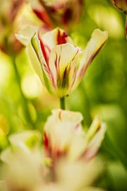 yellow green and red veined tulip in a tulip field in the Keukenhof by Margriet Hulsker