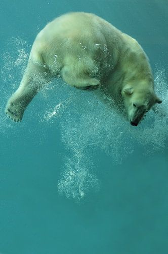 IJsbeer onder water. sur Tilly Meijer