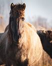 De (leidmerrie) kudde leider van een kudde wilde Konikpaarden in Oostvaardersplassen van Maarten Oerlemans thumbnail