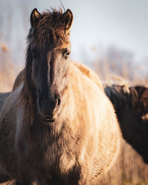 De (leidmerrie) kudde leider van een kudde wilde Konikpaarden in Oostvaardersplassen van Maarten Oerlemans
