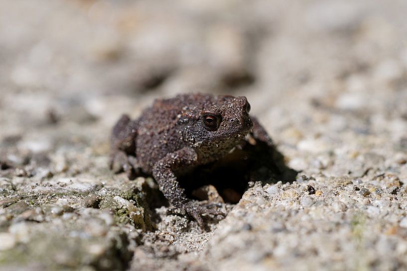 een pad op het pad van Stobbe; stiltegrafie