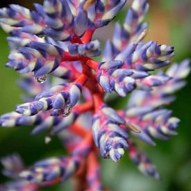 Kleurvolle plant van Ineke Wildeboer