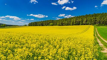 Champ de colza jaune au printemps avec un ciel bleu nuageux et un fond de forêt sur Alex Winter