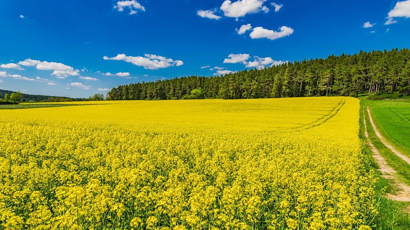 Champ de colza jaune au printemps avec un ciel bleu nuageux et un fond de forêt par Alex Winter