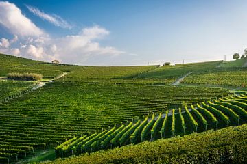 Vineyards near Barolo village in Langhe region, Italy by Stefano Orazzini