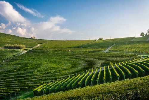 Wijngaarden in de buurt van het dorp Barolo in de regio Langhe, Italië