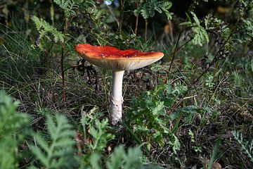 Fliegenpilz von Ron Linde