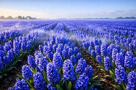 Een zee van hyacinten in het ochtendlicht – Sea of Hyacinths at Dawn van ButterflyPix